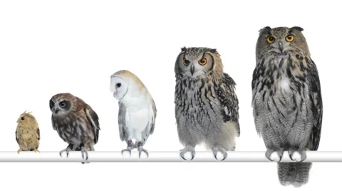 Group of owls perched and looking around Stock Footage 28558634