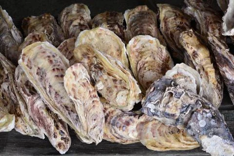 Group of Oysters ** note select focus with shallow depth of field Stock Photos