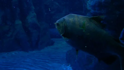 A group of Pacu in the dark Video stock 85902703