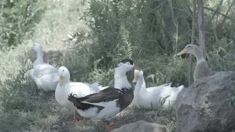 GROUP PADDLING OF 5 DUCKS SITTING IN THE SIDE OF GARDEN IN A LAKE IN SLOW MOTION Stock Footage 100775046