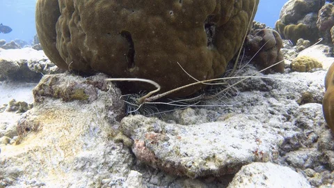 Group of painted spiny lobsters under the coral. Maldives. 4K Stock Footage 128206058