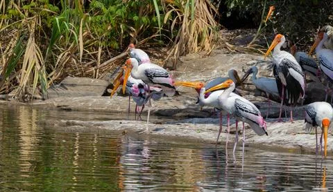 A group of painted storks drinking water and sunbathing in summers Stock Photos