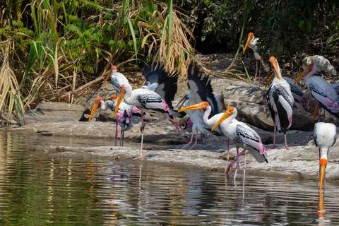 A group of painted storks drinking water and sunbathing in summers Stock Photos
