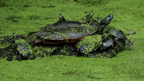 Group of Painted Turtles Resting on Log Stock Footage 73212860