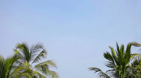 Group of palm trees against a blue tropical day sky Stock-Footage 26763266