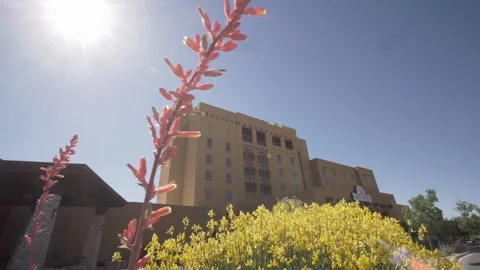 A group of palm trees with a building in the background Stock Footage 155582382