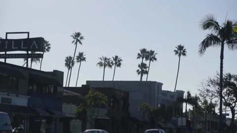 A group of palm trees with a building in the background Stock Footage 155593229