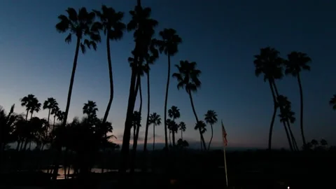 A group of palm trees Stock Footage 156012802