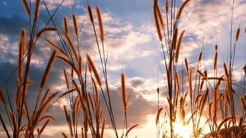 A group of palm trees 库存影片 156849778