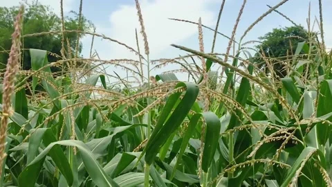 A group of palm trees Stock Footage 207652403