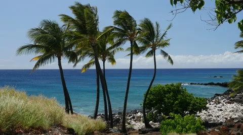 Group of Palm trees on Lapakahi State Beach in Hawaii Stock Footage 64883337