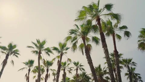 Group of palm trees in low angle on sunny hot day in summer in Middle East Stock Footage 332401182