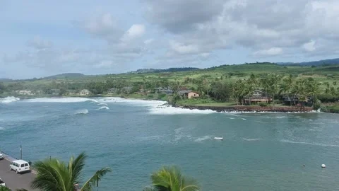 A group of palm trees next to a body of water Stock Footage 155458422