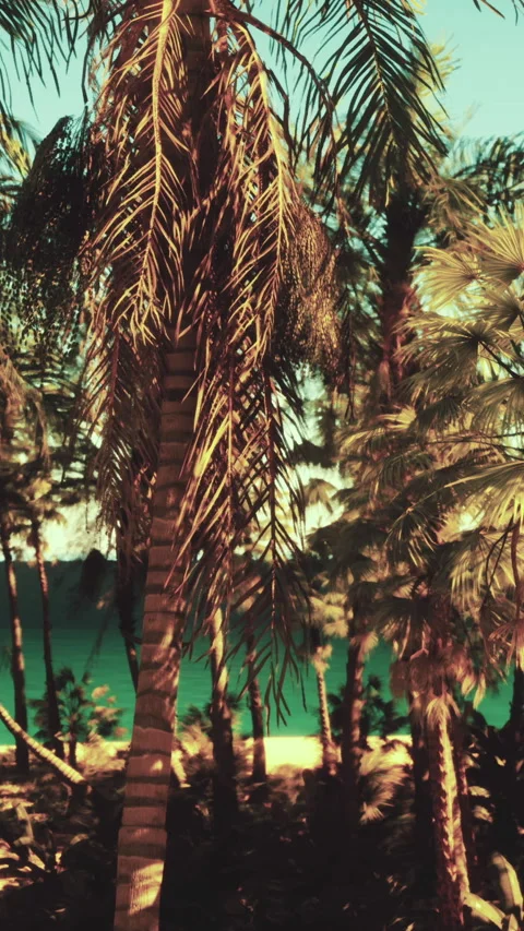A group of palm trees next to a body of water Vídeos de archivo 278397784