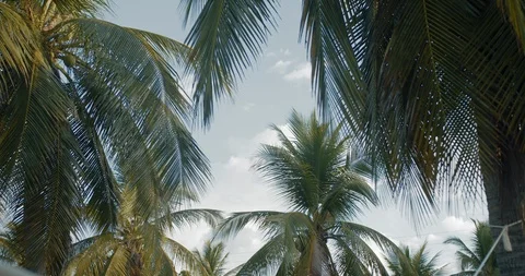 A group of palm trees next to each other 動画素材 128451105