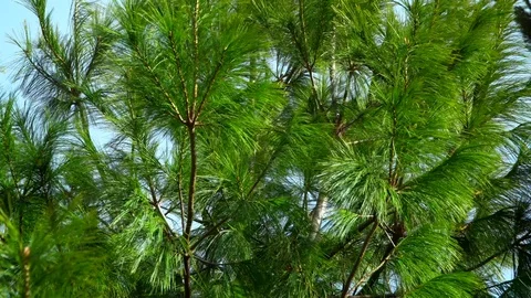 A group of palm trees next to a tree. Stock Footage 126842004