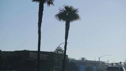 A group of palm trees next to a tree Stock Footage 155586194