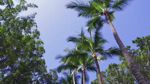 A group of palm trees next to a tree Stock Footage 155587895