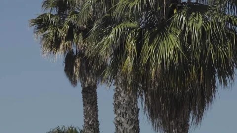 A group of palm trees next to a tree Stock-Footage 155592427