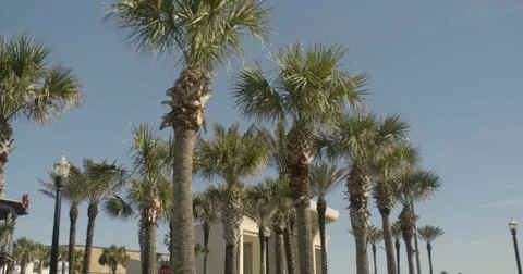 Group of Palm Trees Stock Photos