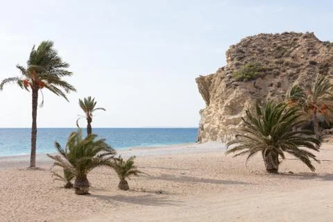 Group of palm trees Stock Photos