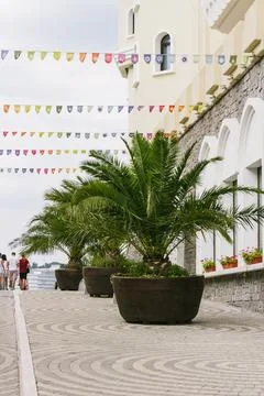 A group of palm trees. Stock Photos