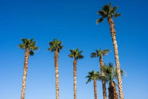 A group of palm trees Stock Photos