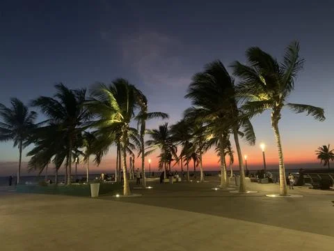 The group of palm trees Stock-Fotos