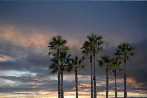 Group of palm trees with the sunset in the background, landscape concept Stock Photos