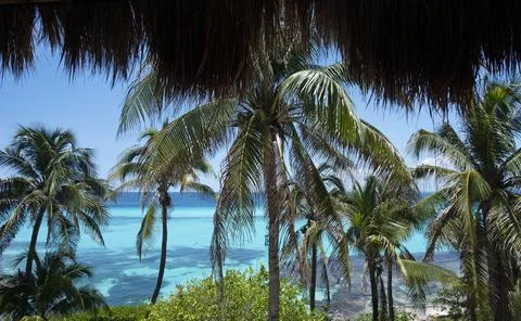 Group of palms on the beach Stock Photos
