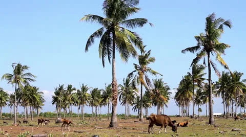 A group of Palms with blue sky Stock Footage 26872271