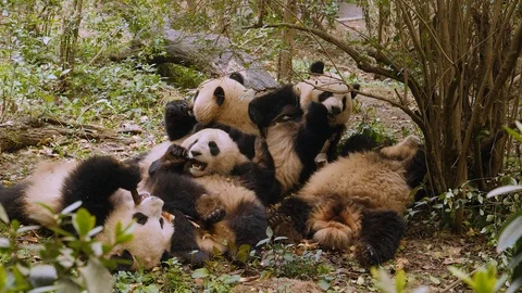 Group of panda bears chilling out. Stock Footage 109776921