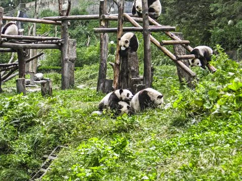 Group of panda playng in the forest Foto stock