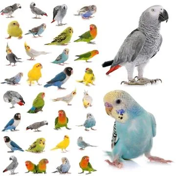 Group of parakeets and parrots Foto stock