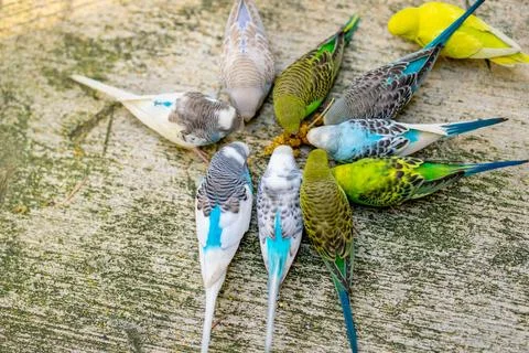 Group of parakeets eating a snack Stock Photos