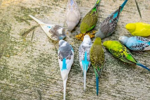Group of parakeets eating a snack 스톡 사진