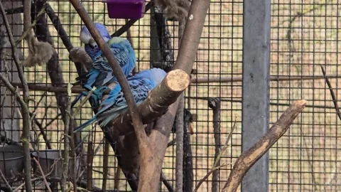 Group of parakeets resting on a wooden perch 動画素材 311761829