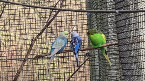 Group of parakeets resting on a wooden perch 스톡 동영상 311761852
