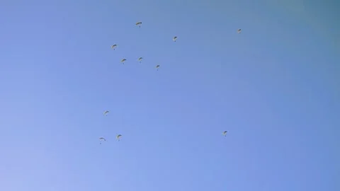 Group of paratroopers floats down through sky with open parachutes, Stock Footage 286295712