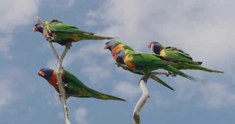 Group Of Parrot On The Branches Video stock 329396620