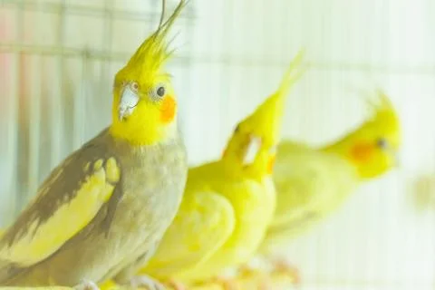 Group of parrot corrals Foto stock