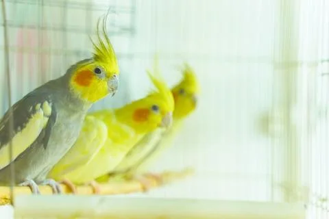 Group of parrot corrals 스톡 사진