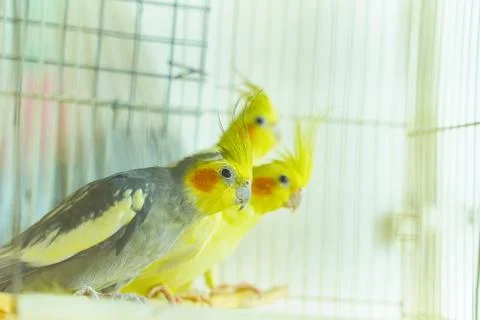 Group of parrot corrals 스톡 사진