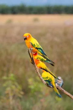 Group of Parrot Foto stock