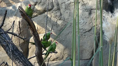 Group of parrots are sitting on a tree branch ( Psittacara frontatus) Stock-Footage 119219171