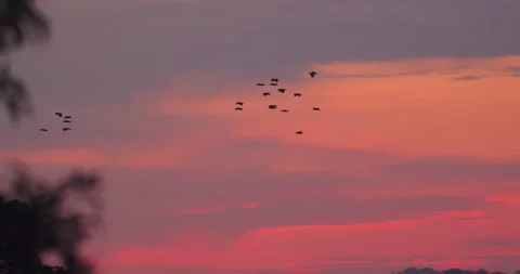 A group of parrots crosses the evening sky, their dark forms contrasting the Stock Footage 306046668