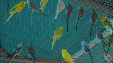 Group of parrots of different colors sit on a net and each does their own thing: Stock Footage 327214369