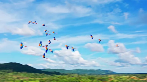 A group of parrots flies across the open sky, showcasing colorful feathers Stock Footage 333813634