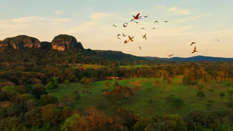 Group of parrots flying above the Amazon rainforest at sunset, with colorful 스톡 동영상 333813651