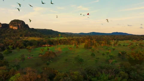 Group of parrots flying above the Amazon rainforest at sunset, with colorful Stock Footage 333813915